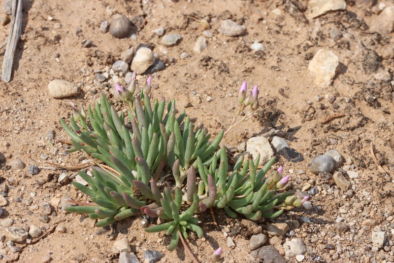 Cedar Mountain Fameflower photo 6