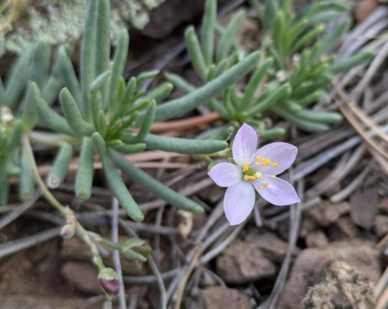 Tusayan Fameflower