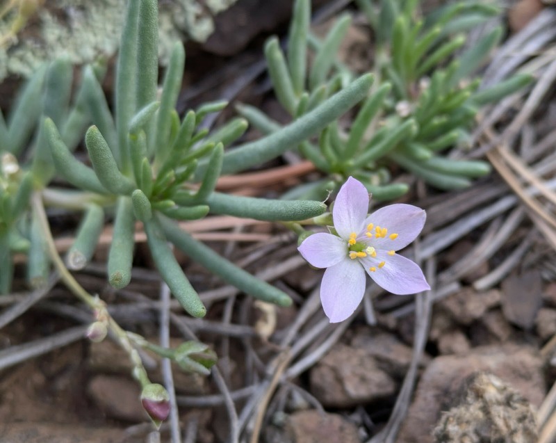 Tusayan Fameflower photo 7