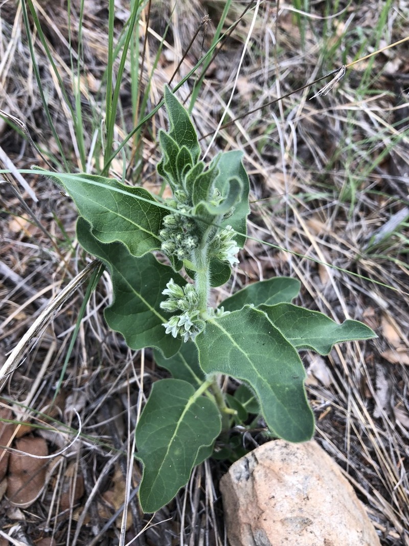 Pherotrichis schaffneri