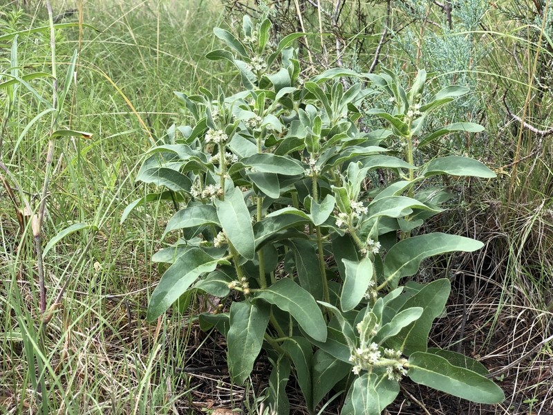 Pherotrichis schaffneri photo 2