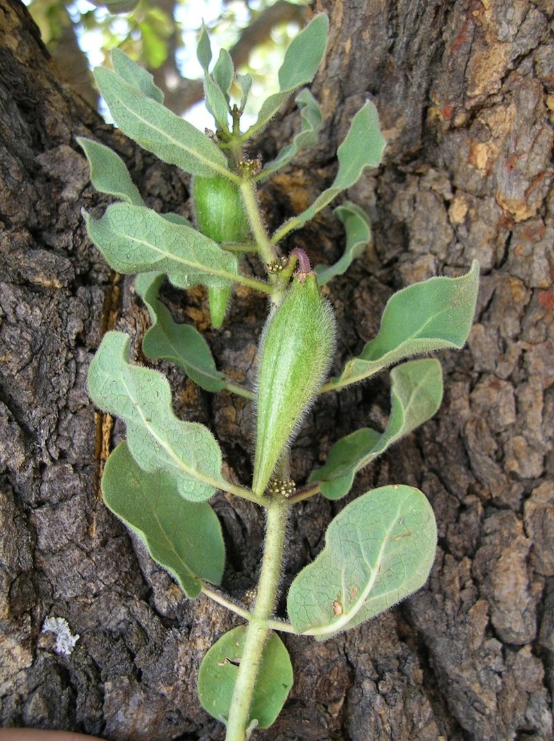 Pherotrichis schaffneri photo 3