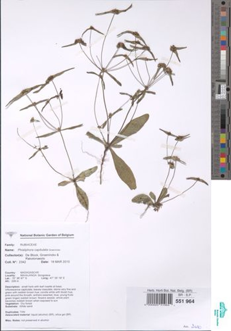 Phialiphora glabrata