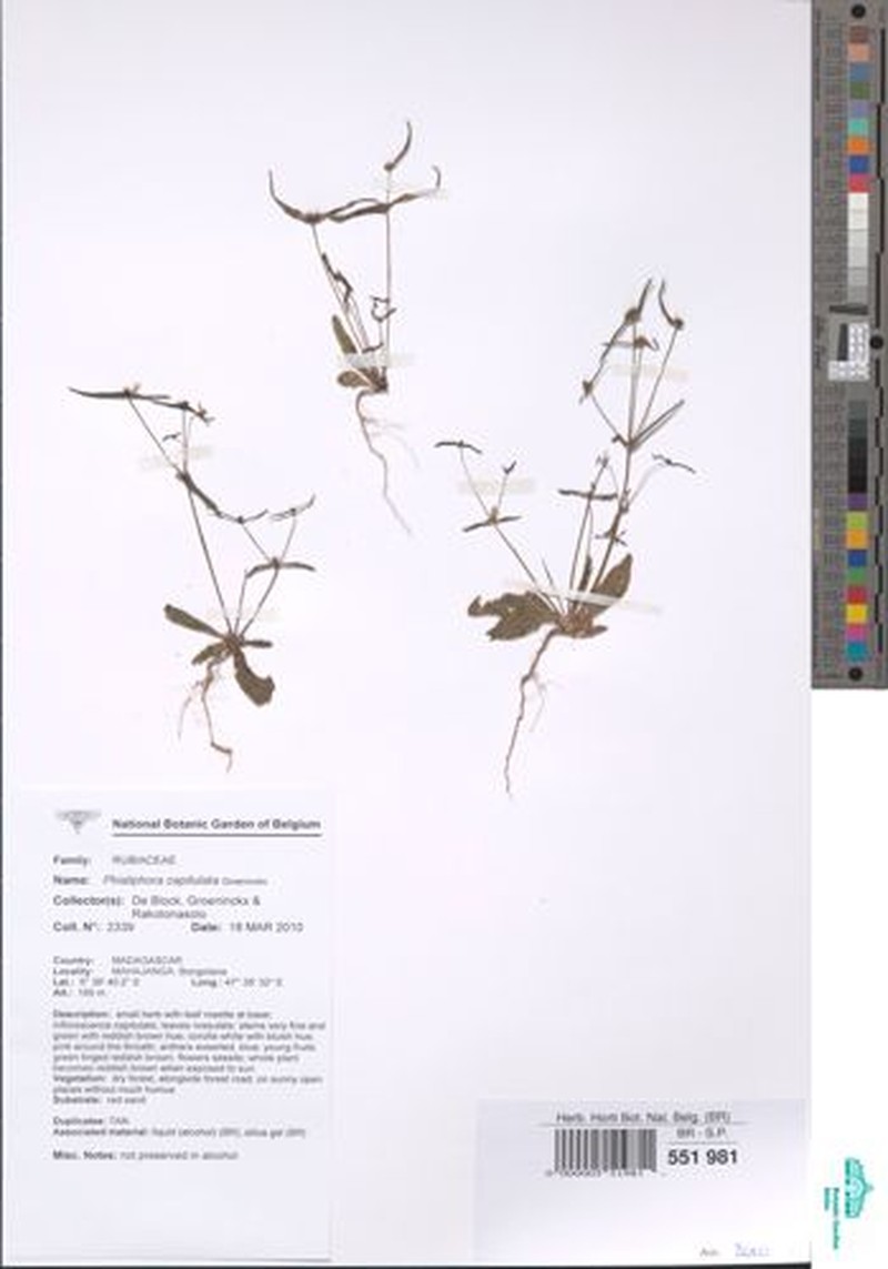 Phialiphora glabrata photo 2