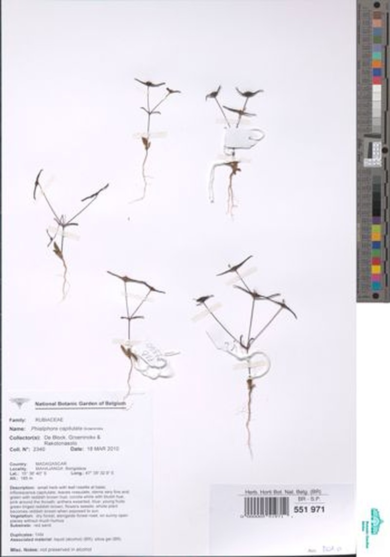 Phialiphora glabrata photo 3