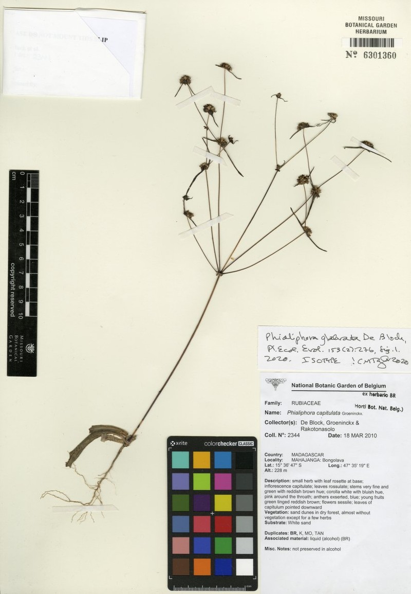 Phialiphora glabrata photo 4