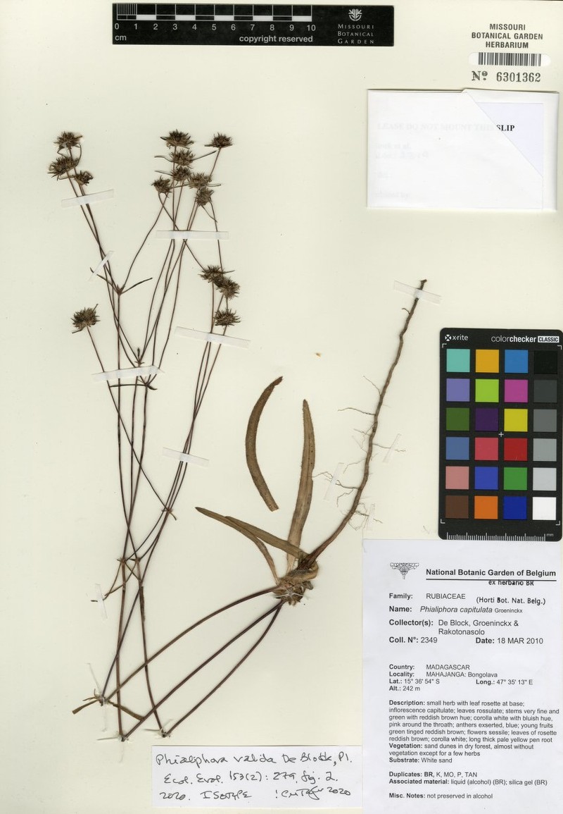 Phialiphora valida photo 2