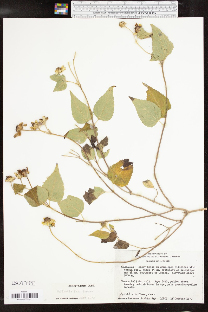 Philactis fayi