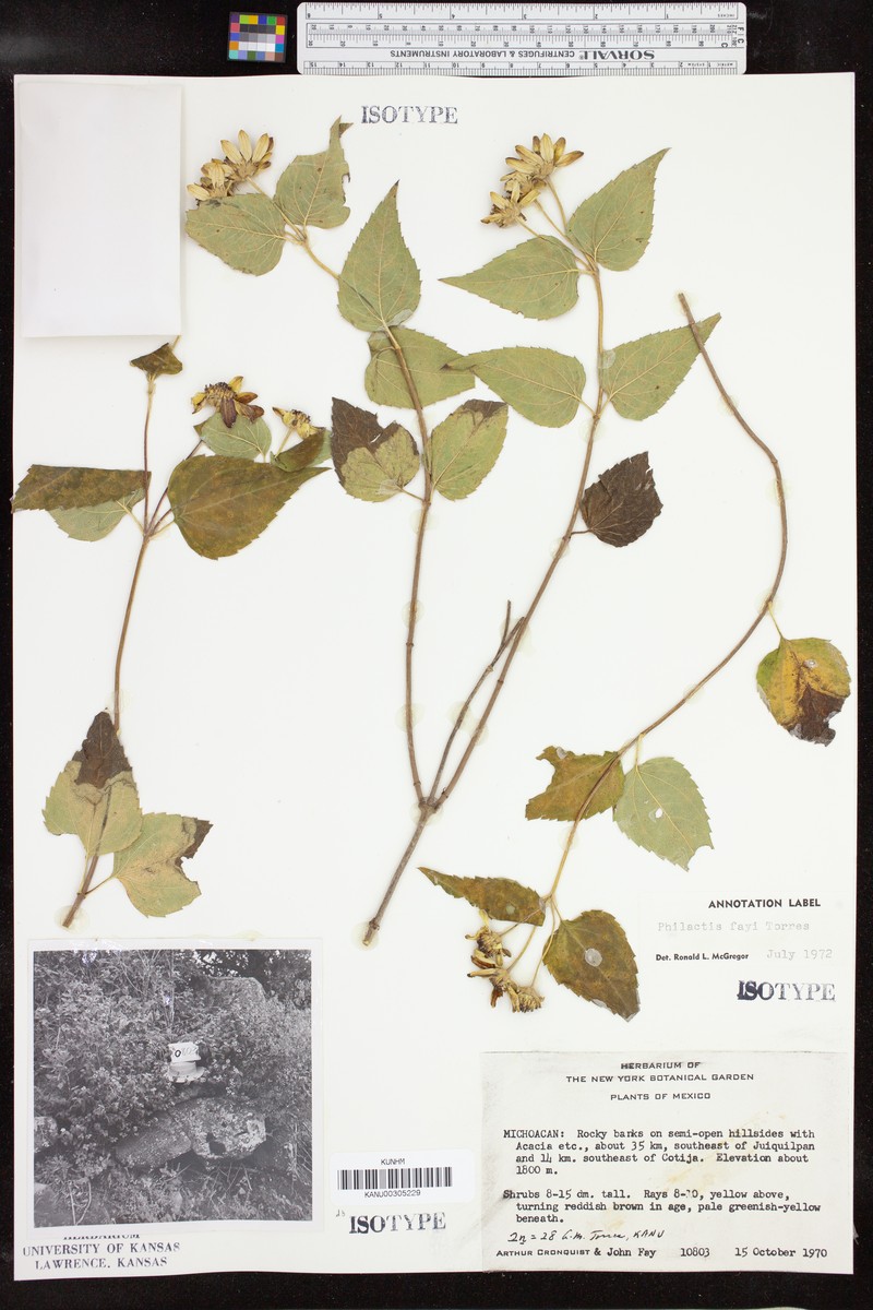 Philactis fayi photo 2