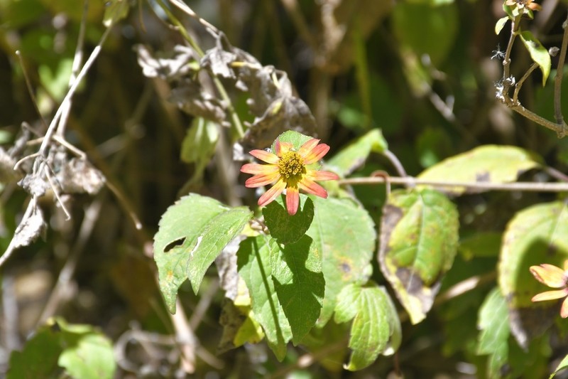 Philactis liebmannii