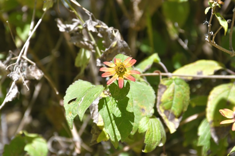 Philactis liebmannii photo 2