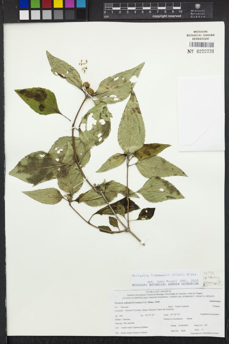 Philactis liebmannii photo 3