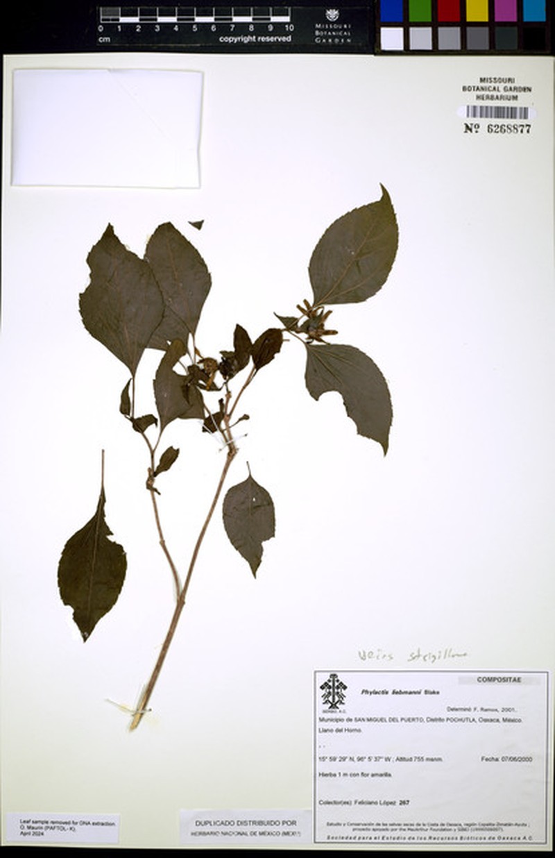 Philactis liebmannii photo 4