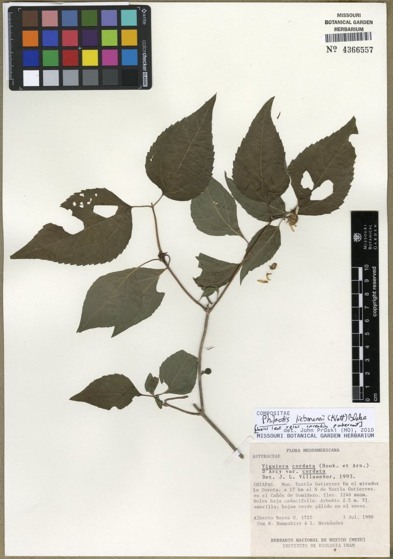 Philactis liebmannii photo 5