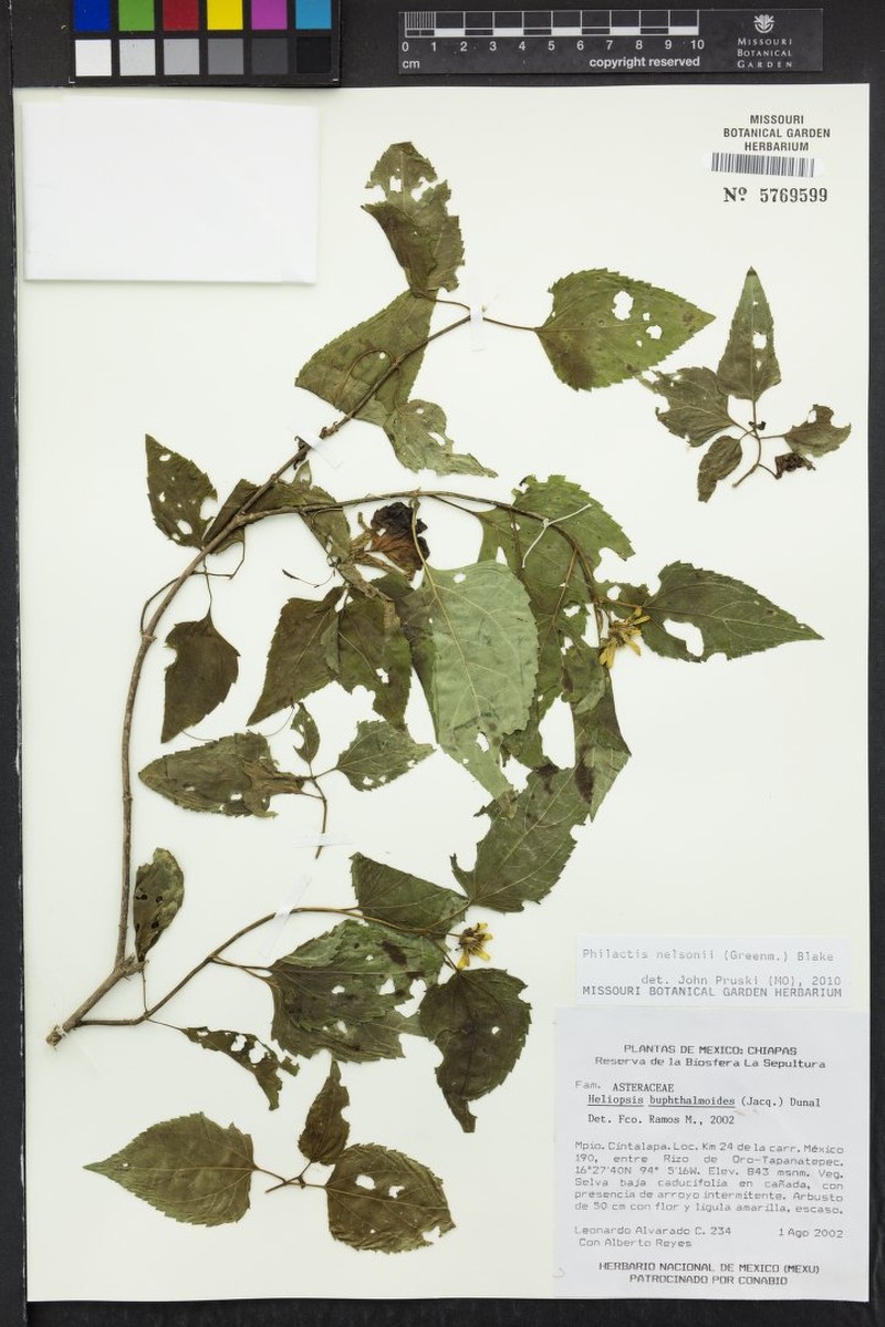 Philactis nelsonii