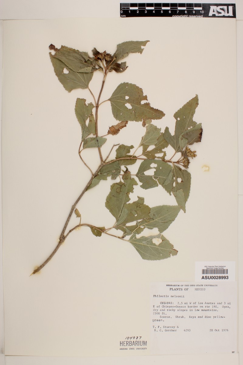 Philactis nelsonii photo 2