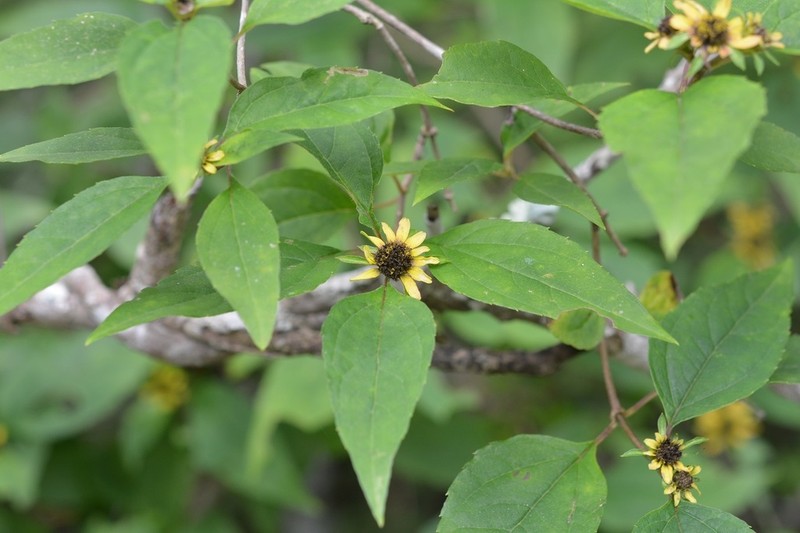 Philactis zinnioides