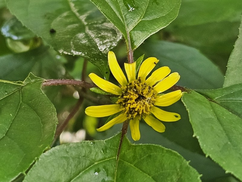 Philactis zinnioides photo 2