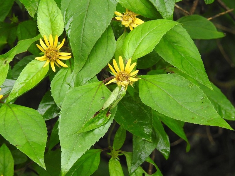 Philactis zinnioides photo 3