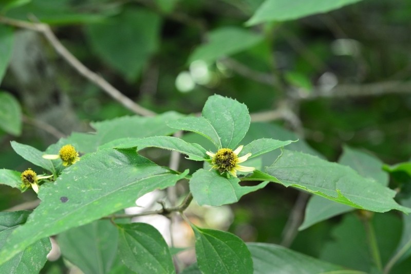 Philactis zinnioides photo 4