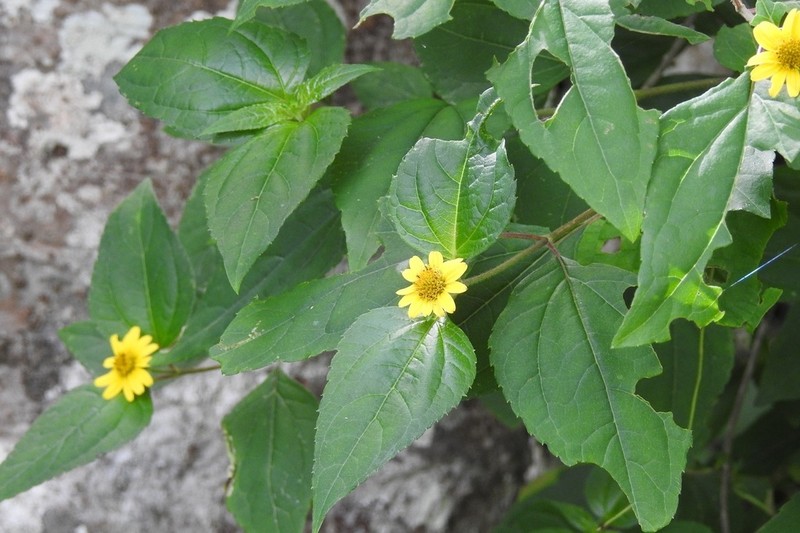 Philactis zinnioides photo 6