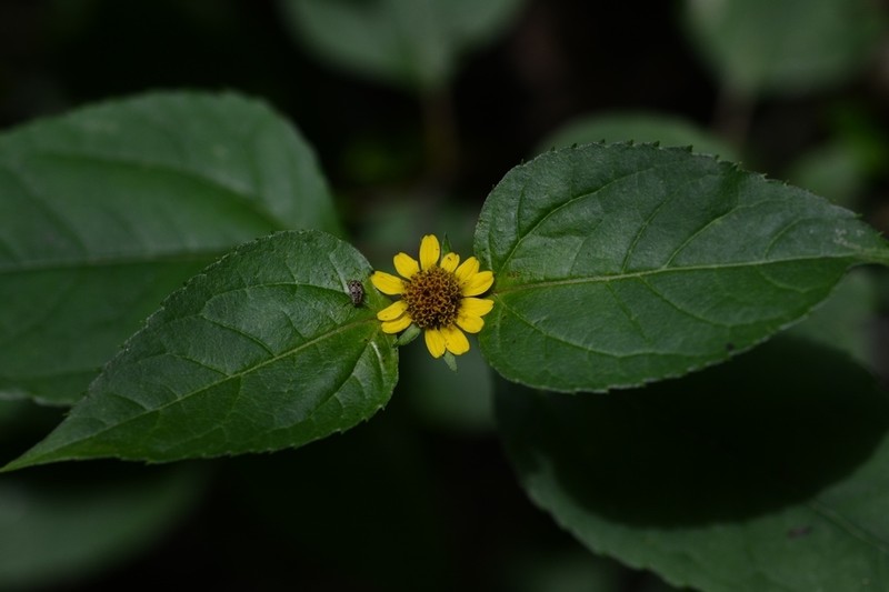 Philactis zinnioides photo 7