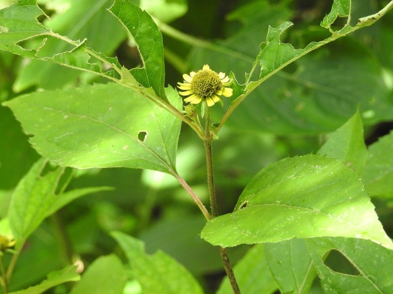 Philactis zinnioides photo 8