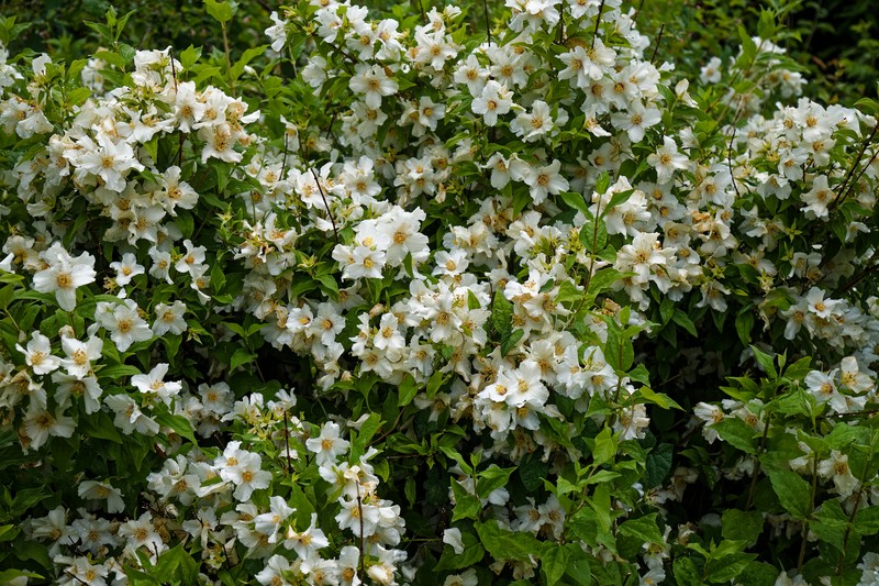 Summer Mock Orange