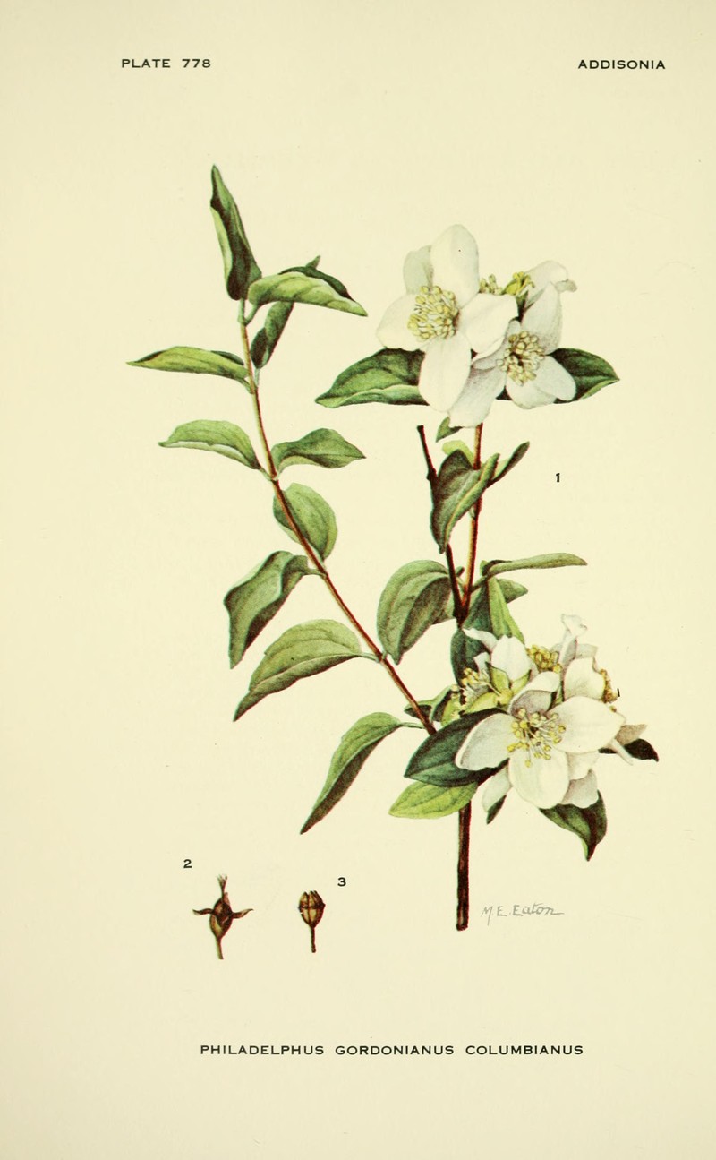 California Mock Orange
