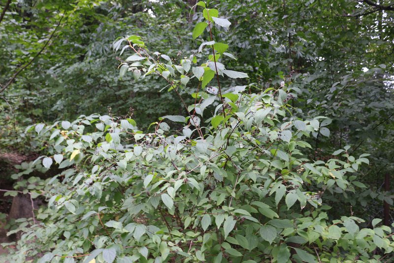 Golden Mock Orange