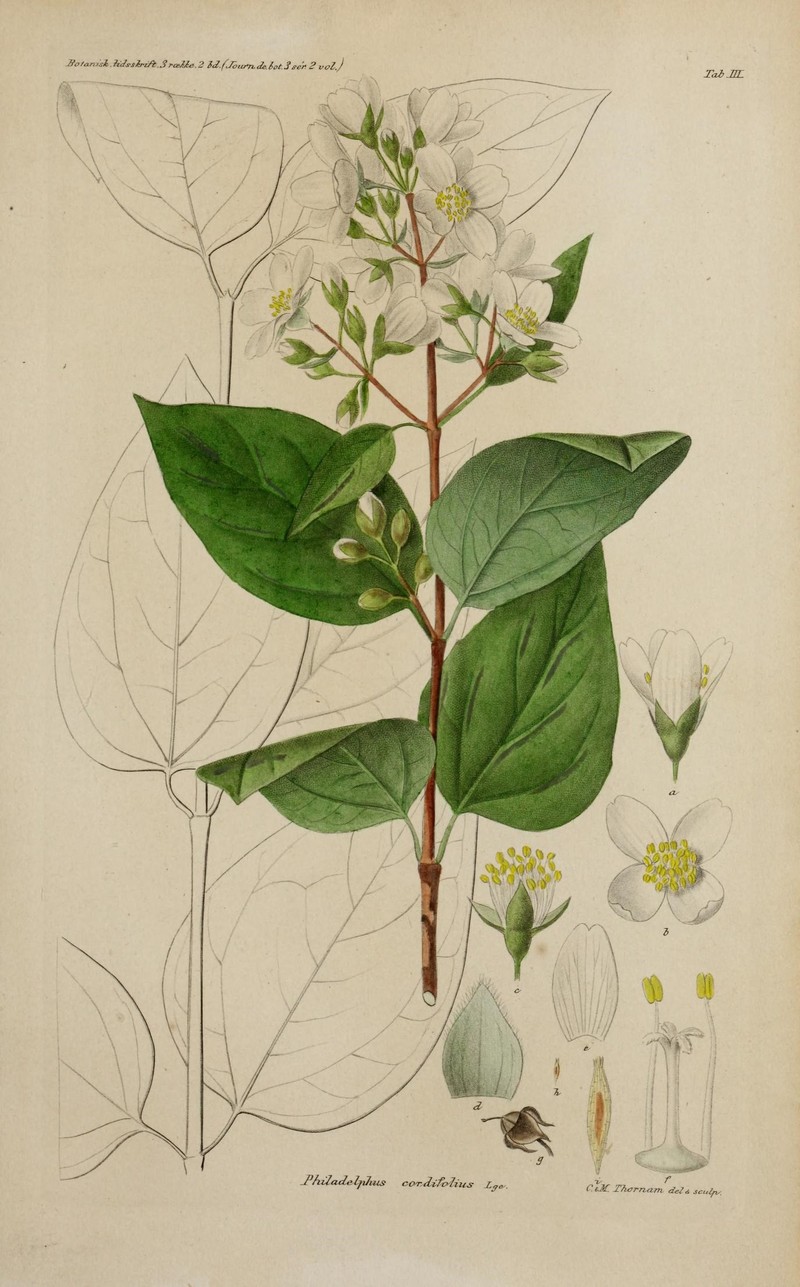 Heartleaf Mock Orange
