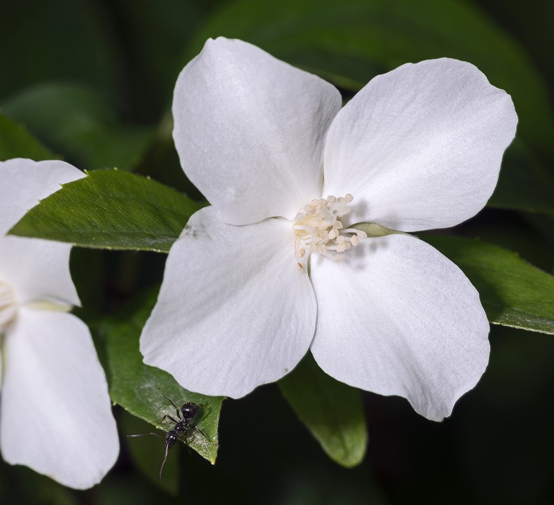Sweet Mock Orange photo 3
