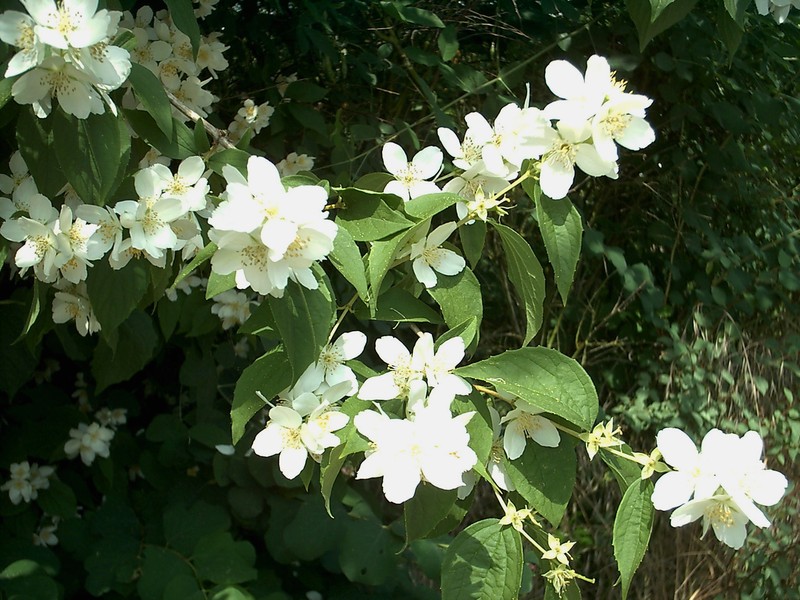 Sweet Mock Orange