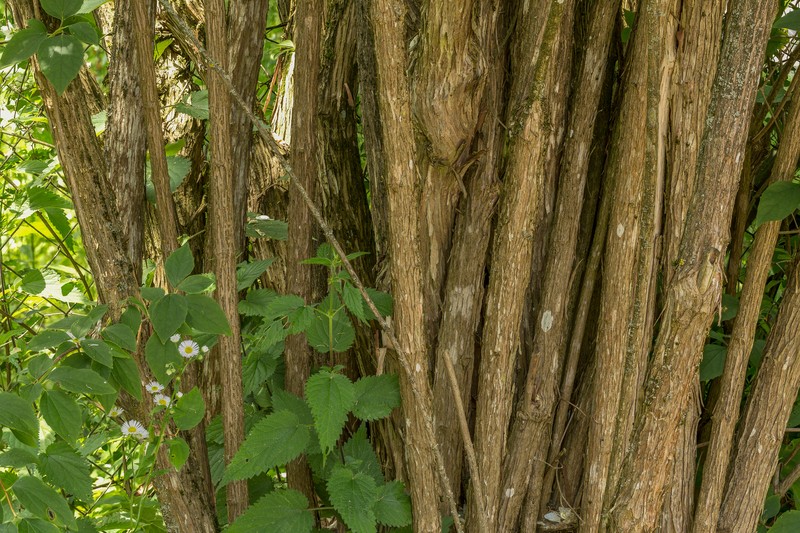 Sweet Mock Orange photo 2