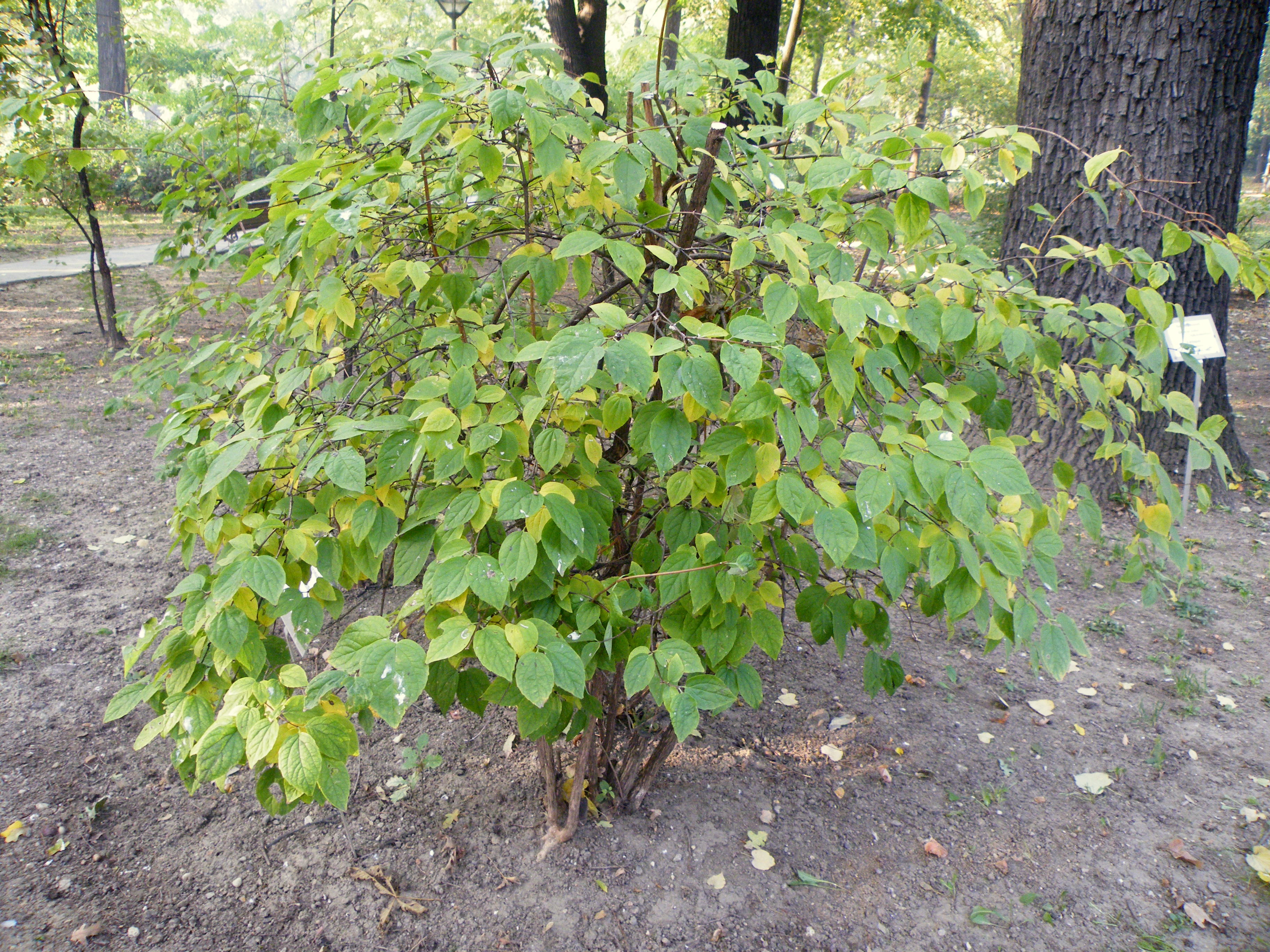 Sweet Mock Orange photo 4
