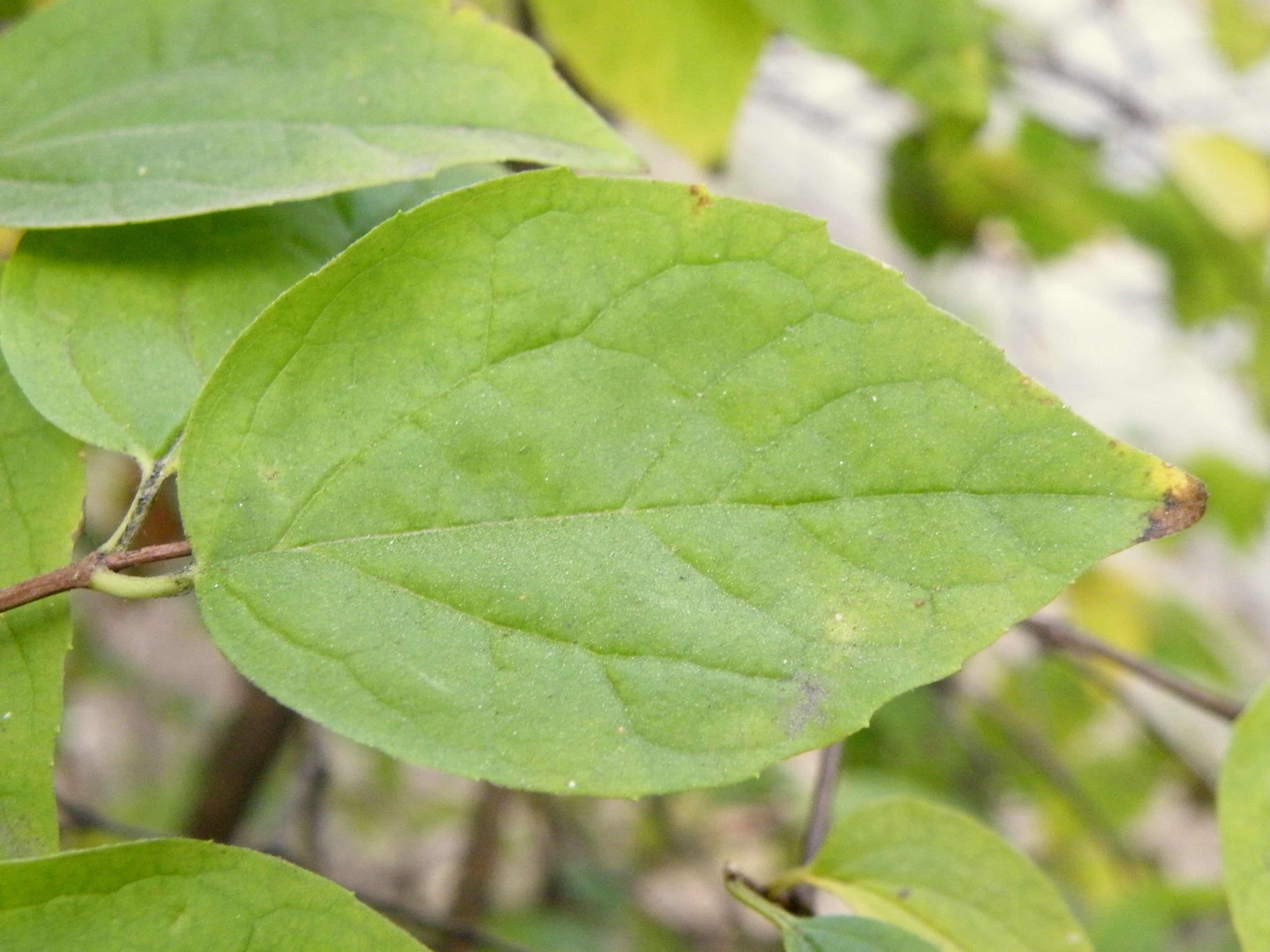 Sweet Mock Orange photo 5