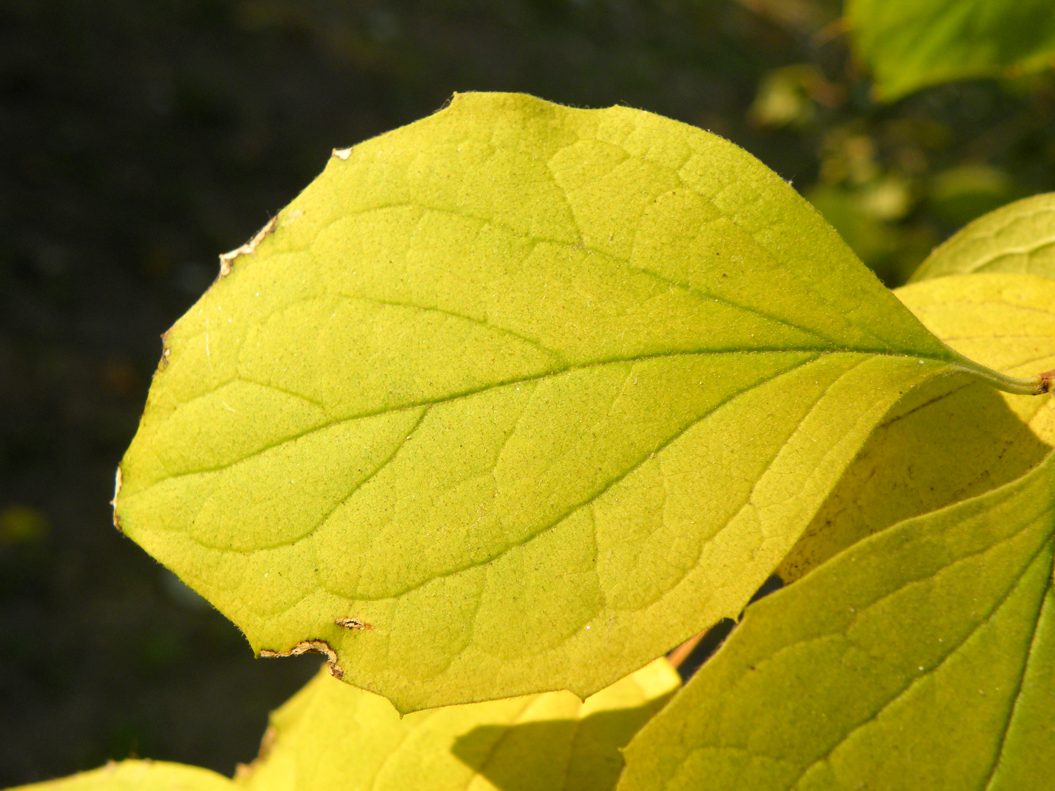 Sweet Mock Orange photo 6