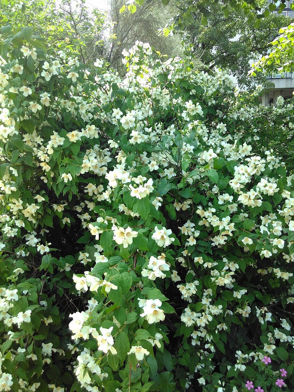 Sweet Mock Orange photo 7