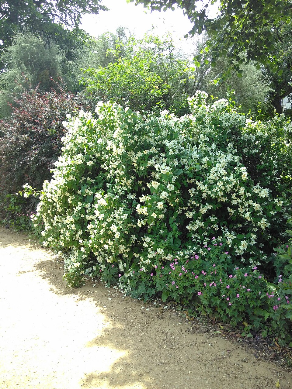 Sweet Mock Orange photo 8