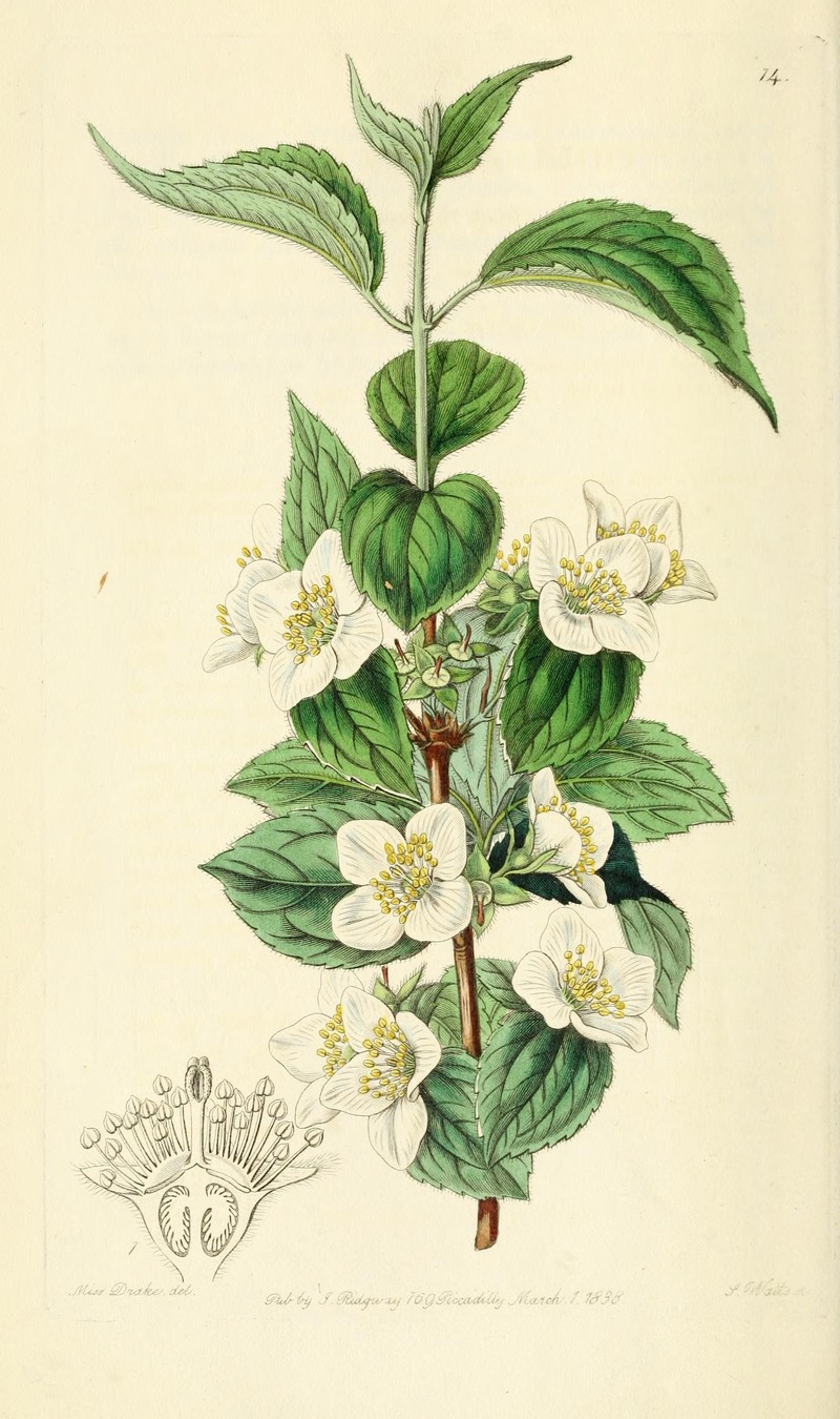 Streambank Mock Orange photo 2