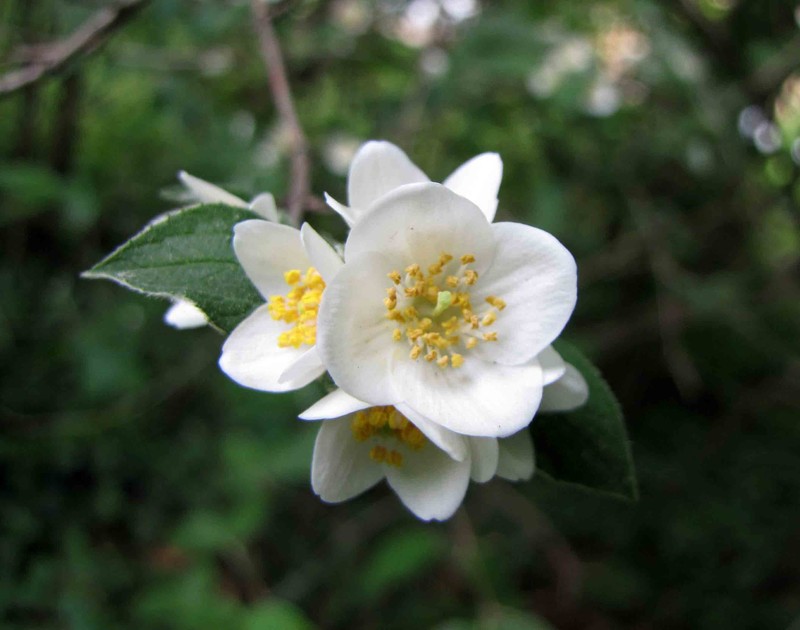 Streambank Mock Orange