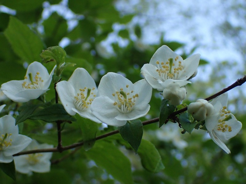 Streambank Mock Orange photo 2