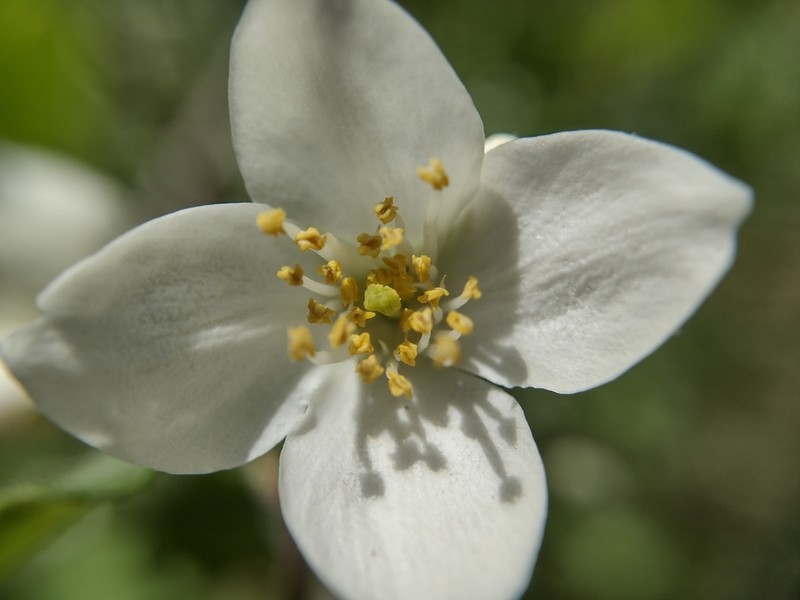 Streambank Mock Orange photo 3