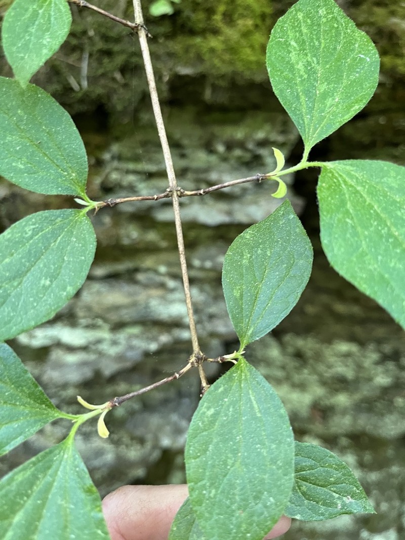 Sharp's Mock Orange