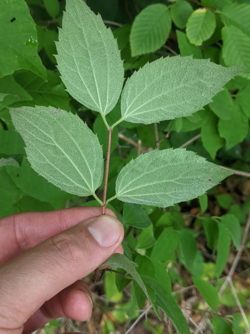 Sharp's Mock Orange photo 4
