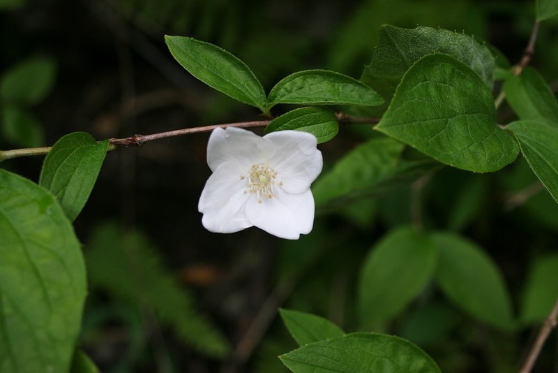 Sharp's Mock Orange photo 5
