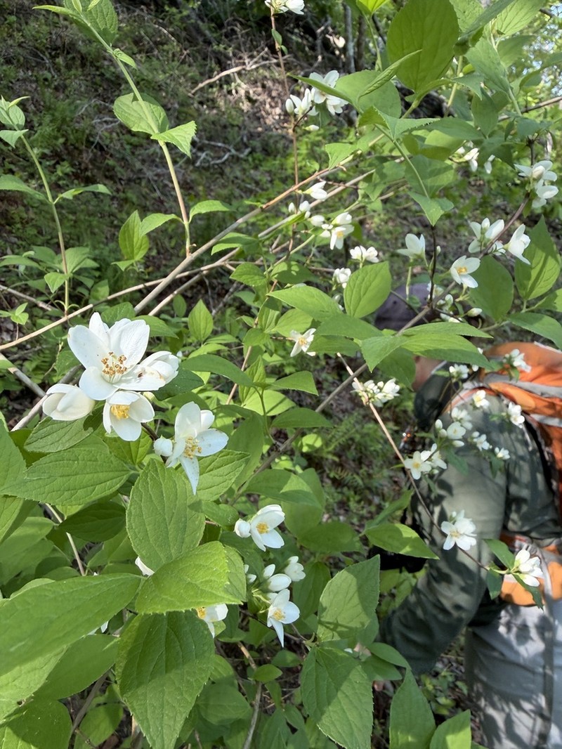 Sharp's Mock Orange photo 6