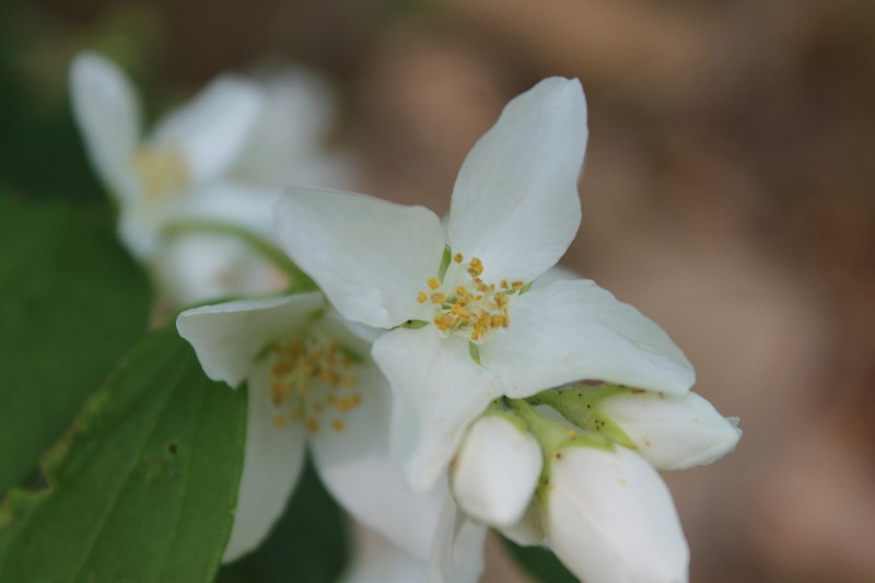 Sharp's Mock Orange photo 7