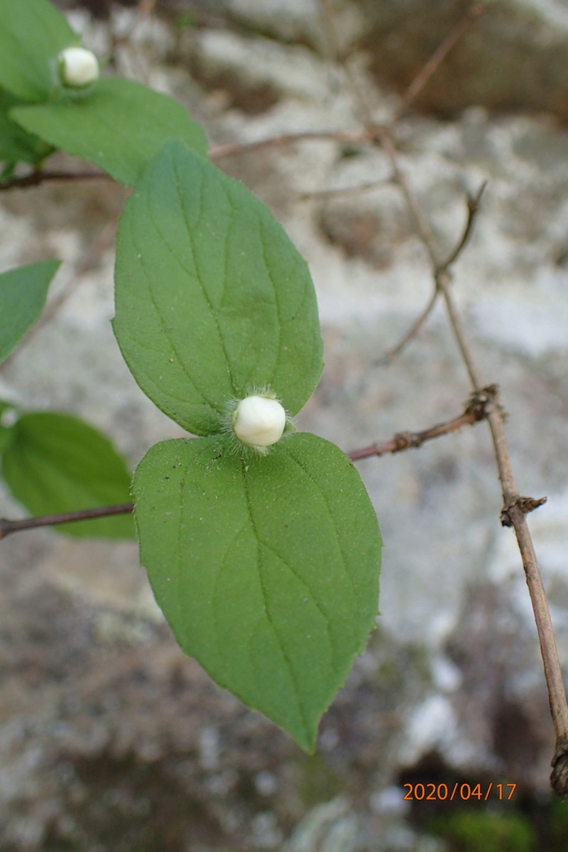 Sharp's Mock Orange photo 8