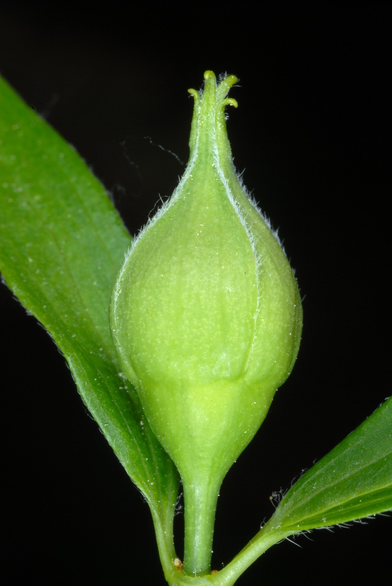 Scentless Mock Orange photo 2